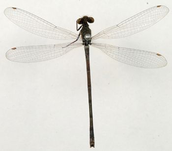Media type: image; Entomology 12460   Aspect: habitus dorsal view